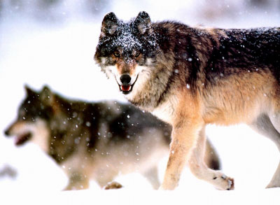 優(yōu)秀企業(yè)需要“狼性總經(jīng)理”圖片